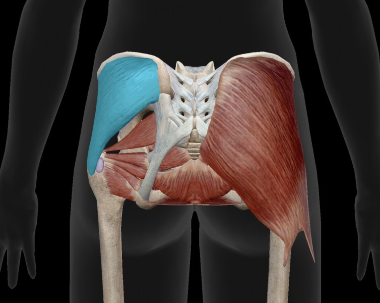 膝の痛み/お尻の硬さ