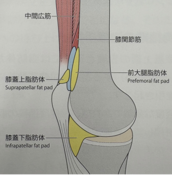 膝痛膝関節脂肪体